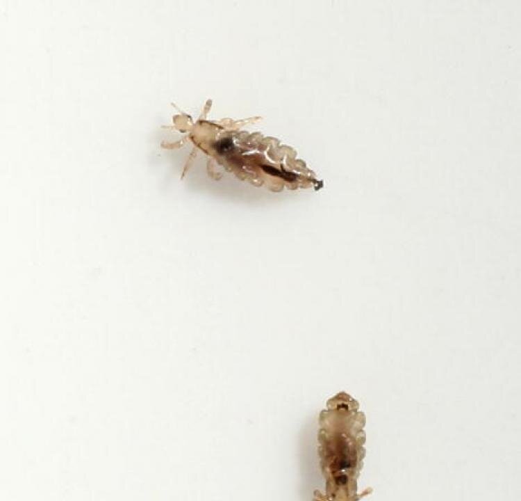 A head louse (Pediculus humanus capitis) crawls on a piece of paper after having been removed from the hair of a little boy, on June 22, 2007 in Berlin, Germany.  (Sean Gallup/Getty Images)