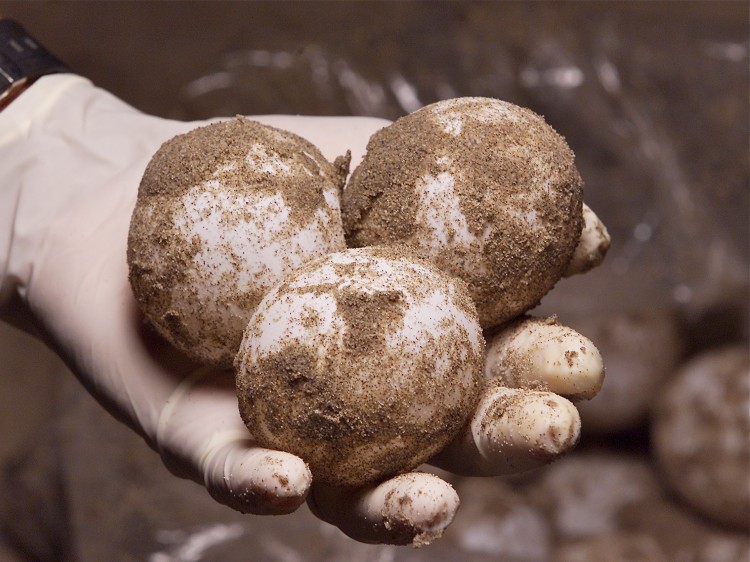 760793 Three tennis-ball-sized leatherback turtle eggs