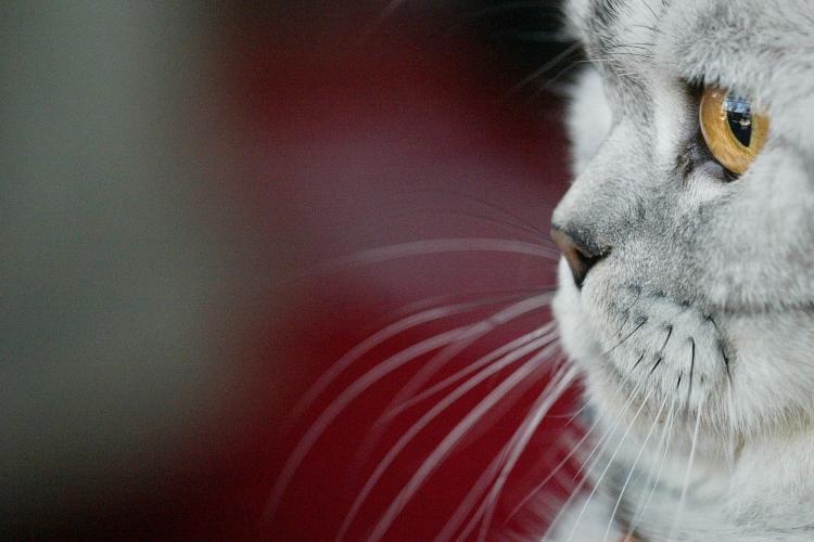 A British Shorthair cat. The team found that an average house cat takes about four laps per second. (Vyacheslav Oseledko/AFP/Getty Images) A British Shorthair cat. The team found that an average house cat takes about four laps per second. (Vyacheslav Oseledko/AFP/Getty Images)