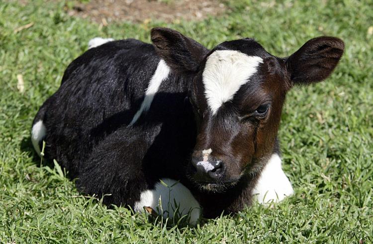 Africa's first cloned cow named Fut (meaning replica in Zulu) is on show to the media in the small town of Brits, Johannesburg. The US food health authority approved the sale of meat and milk from cloned livestock 15 January 2008, declaring the controversial products as safe to eat as those from normal animals.  (Alexander Joe/Getty Images)