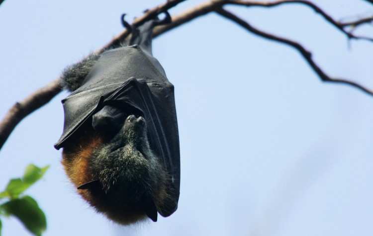 Grey-Headed Flying Foxes To Be Relocated From Royal Botanic Gardens Epoch Times Photo