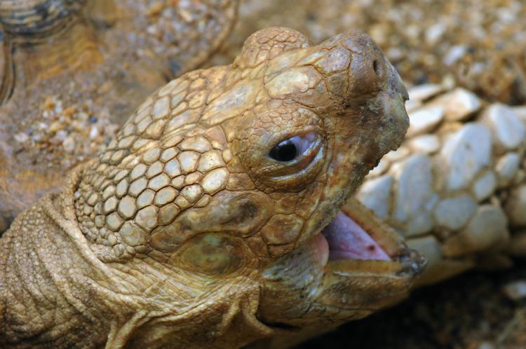A sulcata tortoise, or African spurred tortoise (Geochelone sulcata). (YURI CORTEZ/AFP/Getty Images) A sulcata tortoise, or African spurred tortoise (Geochelone sulcata). (YURI CORTEZ/AFP/Getty Images)