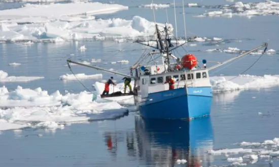 Seal Trade ‘Crushed’ by Animal Rights Activists and Media, Senate Committee Hears