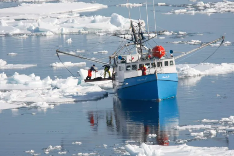 Seal hunters drag a dead seal onto their boat in the Gulf of Saint Lawrence near Charlottetown in a file photo. (Joe Raedle/Getty Images)