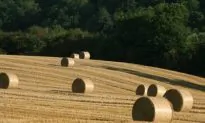 US Farmers Grab the Lobbying Pitchforks as Greens Sow Costly New Reporting Mandates