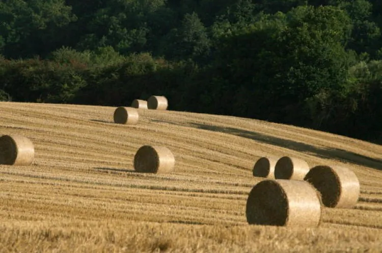 Hay bales dry in the morning sun in a field, in a file photo. (Matt Cardy/Getty Images)