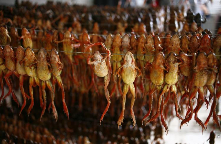 Chinese Forest Frogs, to be dried in the sun, at a frog fat processing factory in Jilin Province, China; used as delicacy and valuable medicine. (China Photos/Getty Images) Chinese Forest Frogs, to be dried in the sun, at a frog fat processing factory in Jilin Province, China; used as delicacy and valuable medicine. (China Photos/Getty Images)