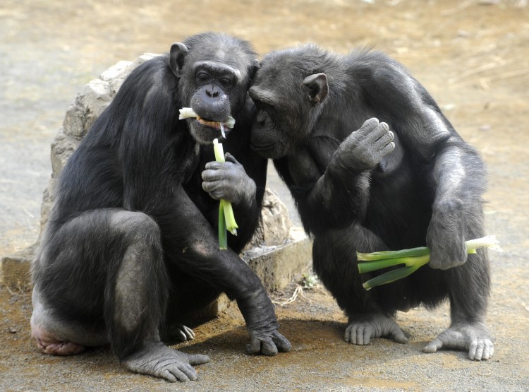 The chimpanzees chose to share the rewards in the Ultimatum Game and get their partners to cooperate, just like humans. (Yoshikazu Tsuno/AFP/Getty Images)