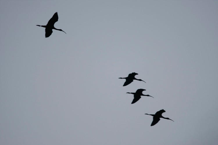 Epoch Times Photo