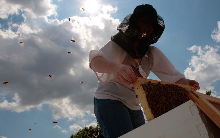 In the North East US a beekeeper pulls out a part of her colony of Italian honeybees from the hive. In Michigan Scientists have been weeding out Spotted knapweed, an invasive plant, but beekeepers say the species is important for honeybees. (Chris Hondros/Getty Images) In the North East US a beekeeper pulls out a part of her colony of Italian honeybees from the hive. In Michigan Scientists have been weeding out Spotted knapweed, an invasive plant, but beekeepers say the species is important for honeybees. (Chris Hondros/Getty Images)