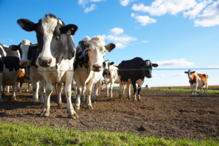 Cow Milk Superbug New Strain of MRSA Found in Europe