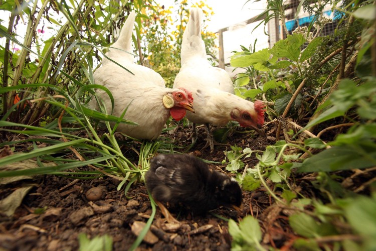 Recession Sees An Increase In Chickens And Pigs Being Kept In Gardens Epoch Times Photo