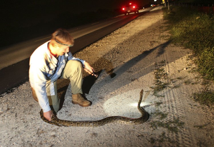 Joseph Wasilewski, wildlife biologist, captures a wild python on the side of the Tamiami Trail road that cuts through the Florida Everglades on September 16, 2009 near Miami, Florida. (Joe Raedle/Getty Images) Joseph Wasilewski, wildlife biologist, captures a wild python on the side of the Tamiami Trail road that cuts through the Florida Everglades on September 16, 2009 near Miami, Florida. (Joe Raedle/Getty Images)