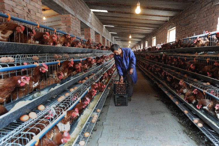 A Chinese farmer collect eggs at a chicken farm in Hefei in eastern China's Anhui province in November 2009. A recent report published Nov. 22, 2012, said that a chicken supplier to KFC used harmful chemical additives, sparking food safety concerns. (STR/AFP/Getty Images)