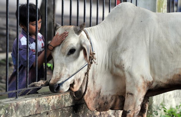 A boy strokes the head of a sacrificial cow ahead of the Muslim festival Eid al-Adha in Jakarta on Nov 27, 2009.