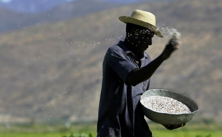 A Haitian farmer throws fertilizer on a rice field in the Artibonite valley in central Haiti. Haitian farmers fear rice paddies might be infected with the cholera bacteria and are therefore refusing to work the fields, risking the loss of the rice harvest (Roberto Schmidt/Getty Images) A Haitian farmer throws fertilizer on a rice field in the Artibonite valley in central Haiti. Haitian farmers fear rice paddies might be infected with the cholera bacteria and are therefore refusing to work the fields, risking the loss of the rice harvest (Roberto Schmidt/Getty Images)