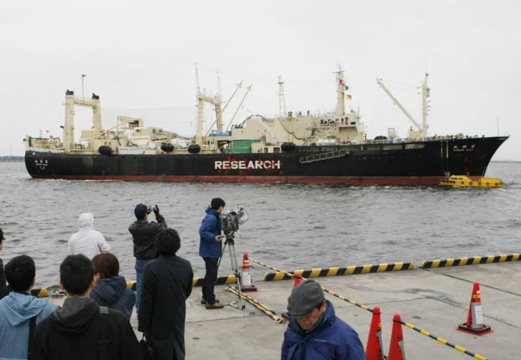 Japanese research whaling ship the Nisshin Maru arrives in the port of Tokyo. (Jiji Press/AFP/Getty Images) Japanese research whaling ship the Nisshin Maru arrives in the port of Tokyo. (Jiji Press/AFP/Getty Images)