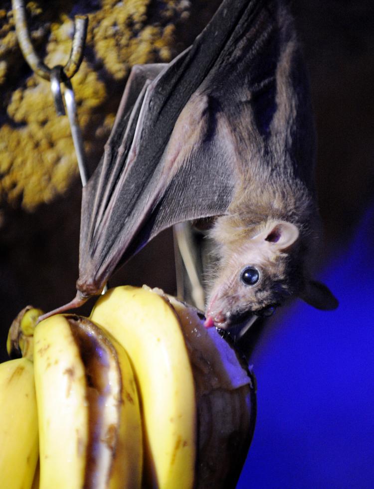 A fruit bat is hanging on a tree at the Amneville zoo, eastern France. Recently, Vampire bats infected with rabies have caused the deaths of several people in a remote part of the Amazonian rainforest. (Jean-Christophe Verhaegen/Getty Images ) A fruit bat is hanging on a tree at the Amneville zoo, eastern France. Recently, Vampire bats infected with rabies have caused the deaths of several people in a remote part of the Amazonian rainforest. (Jean-Christophe Verhaegen/Getty Images )