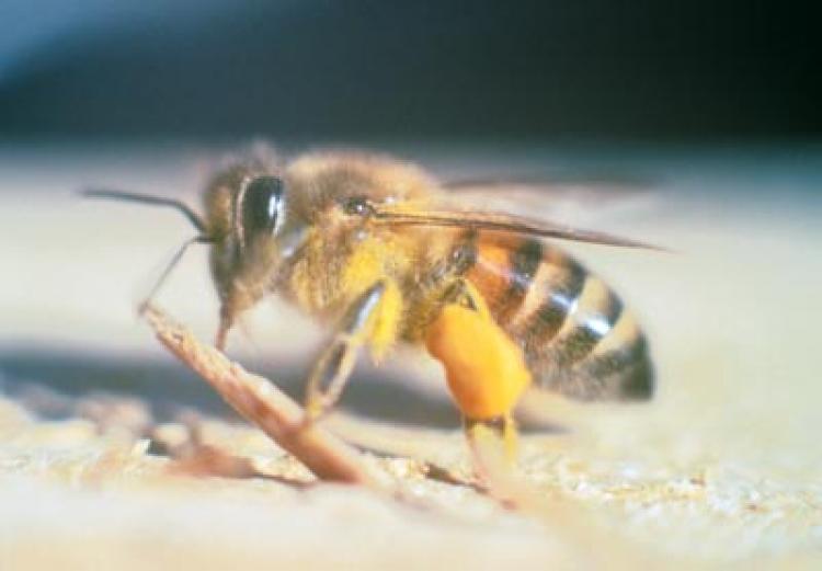 Side view of the africanized honey bee. (Sdcounty.ca.gov via Wikimedia) Side view of the africanized honey bee. (Sdcounty.ca.gov via Wikimedia)