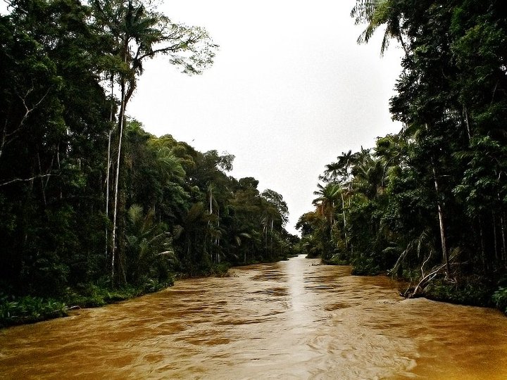 The Carauari River in the Amazon, Brazil (file photo). The Brazilian government has vetoed a provisional measure passed by Congress to alter the new Forest Code, which has less strict environmental requirements compared to the original Forest Code. (Courtesy of Eduardo Rizzo Guimarães) The Carauari River in the Amazon, Brazil (file photo). The Brazilian government has vetoed a provisional measure passed by Congress to alter the new Forest Code, which has less strict environmental requirements compared to the original Forest Code. (Courtesy of Eduardo Rizzo Guimarães)