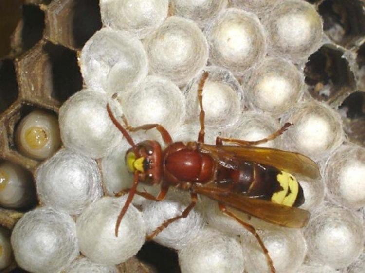 COLORS NOT FOR DECORATION: Researchers have found that the Oriental hornet can make use of solar power via pigments in its cuticle, or shell. (American Friends of Tel Aviv University)