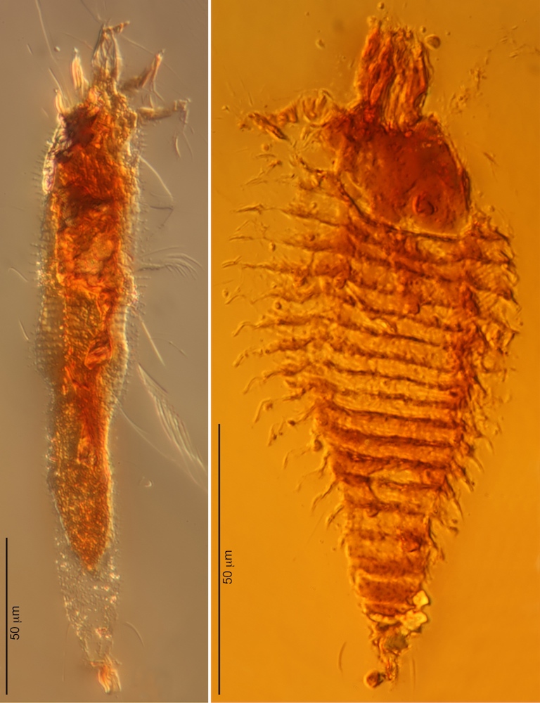 Ancient mites Epoch Times Photo