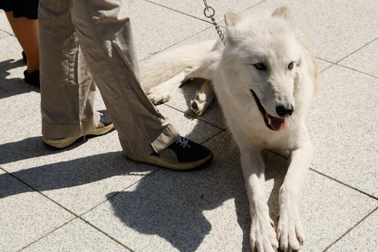 WASHINGTON - SEPTEMBER 25: Five-year-old Arctic Gray Wolf Atka sits at a news conference to introduce the 'Protect America's Wildlife (PAW) Act' on Capitol Hill September 25, 2007 in Washington, DC. (Alex Wong/Getty Images) WASHINGTON - SEPTEMBER 25: Five-year-old Arctic Gray Wolf Atka sits at a news conference to introduce the 'Protect America's Wildlife (PAW) Act' on Capitol Hill September 25, 2007 in Washington, DC. (Alex Wong/Getty Images)