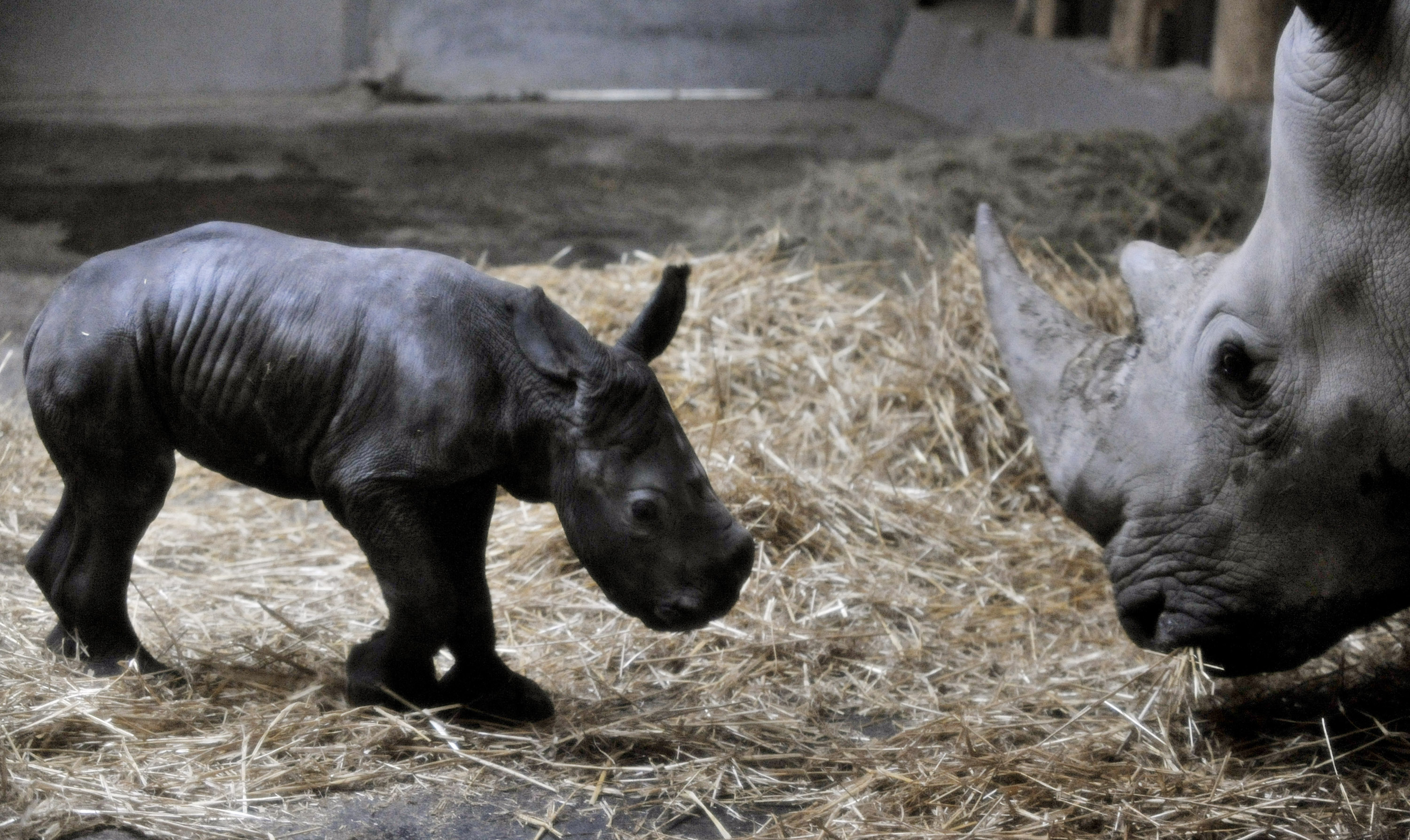 The white rhino baby and his mother in the Budapest Zoo. The rhino was conceived using artificial insemination and �cryopreserved� rhino sperm. (Bela Szandelszky) The white rhino baby and his mother in the Budapest Zoo. The rhino was conceived using artificial insemination and �cryopreserved� rhino sperm. (Bela Szandelszky)