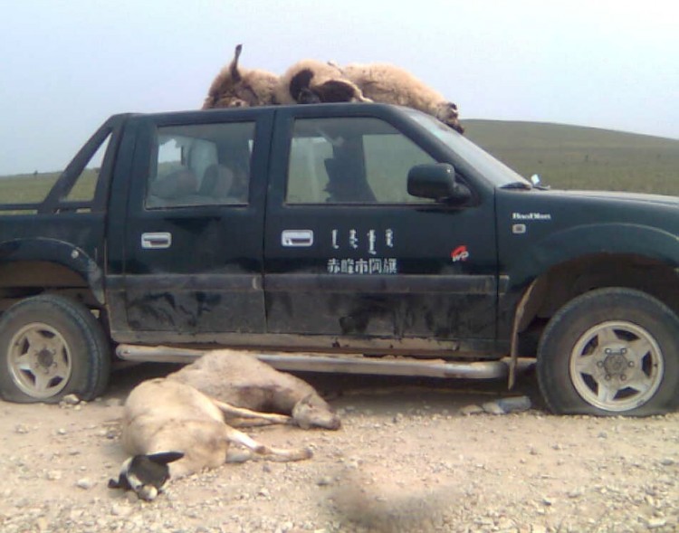 More than 30 sheep were killed by Chinese hired by a businessman who wanted to take over the land of herders, according to a rights group. (Southern Mongolia Human Rights Information Center)