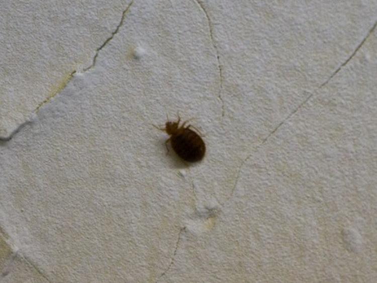 A bedbug is shown climbing on the wall of a low-income city apartment. (The Epoch Times)