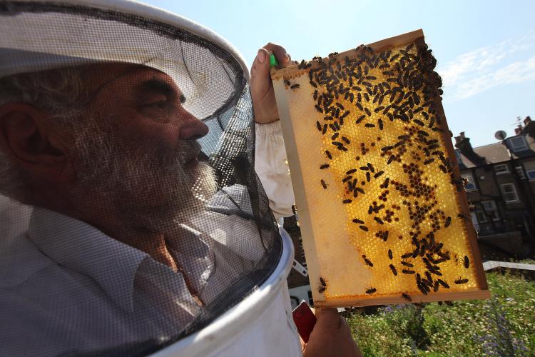 Beekeeper and chairman of The London Beekeepers Association John Chapple installs a new beehive on an urban rooftop garden in Islington, in London, England. The European Commission is attempting to address a disease called the colony collapse disorder plaguing beehives across Europe. ( Dan Kitwood/Getty Images ) Beekeeper and chairman of The London Beekeepers Association John Chapple installs a new beehive on an urban rooftop garden in Islington, in London, England. The European Commission is attempting to address a disease called the colony collapse disorder plaguing beehives across Europe. ( Dan Kitwood/Getty Images )