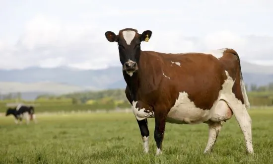 Wind Knocked out of New Zealand Flatulence Tax as Opposition Withdraws Support