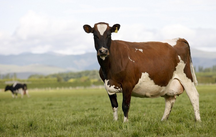 NextImg:Wind Knocked out of New Zealand Flatulence Tax as Opposition Withdraws Support
