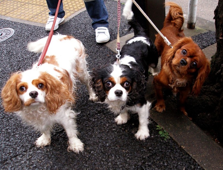 Cavalier King Charles Spaniel Cavalier King Charles Spaniel