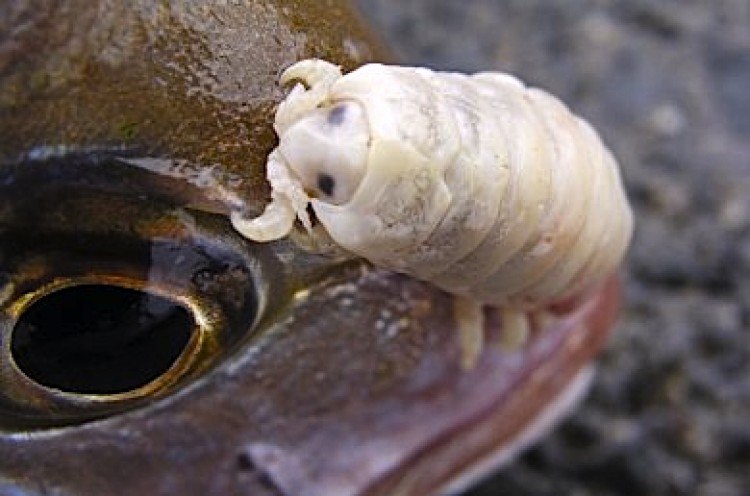 This louse has been removed from its host's mouth to be photographed. Both animals are dead. (Vianello/Wikimedia Commons) This louse has been removed from its host's mouth to be photographed. Both animals are dead. (Vianello/Wikimedia Commons)