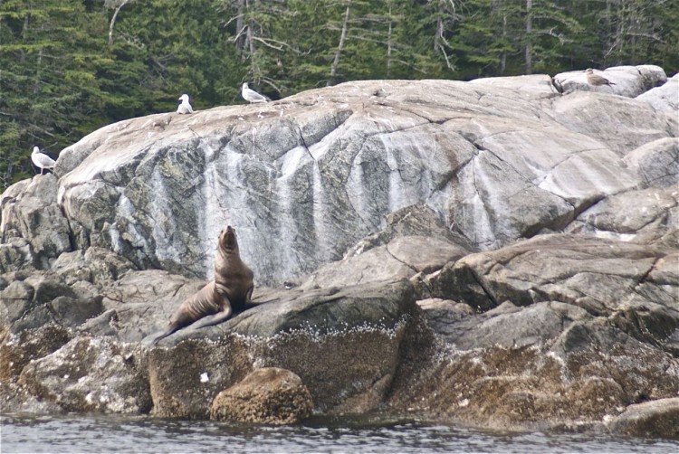 sea lion sea lion