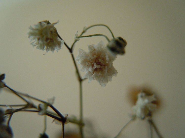 Epoch Times Photo