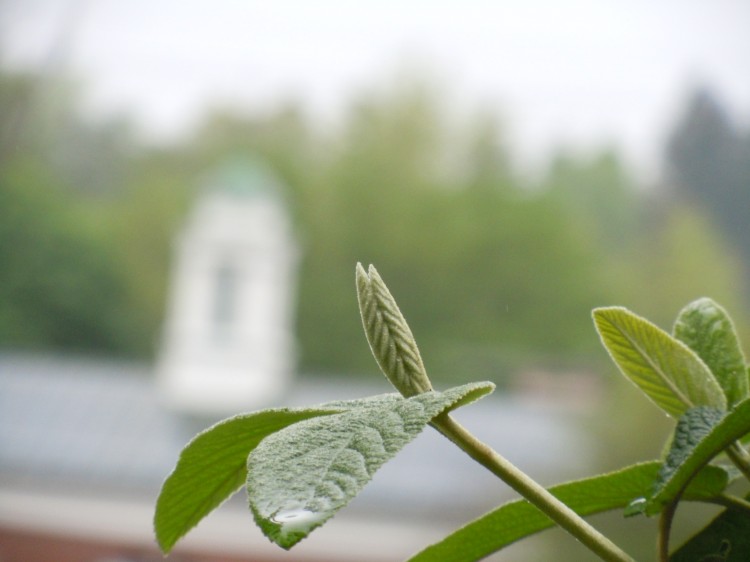 Scientists observing subatomic interactions in photosynthesis found a single photon aroused different chromophores simultaneously. (Stephanie Lam/The Epoch Times) Scientists observing subatomic interactions in photosynthesis found a single photon aroused different chromophores simultaneously. (Stephanie Lam/The Epoch Times)