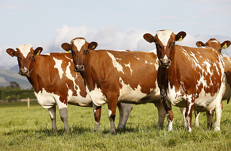 Dairy cows stand at a farm near Ashburton.