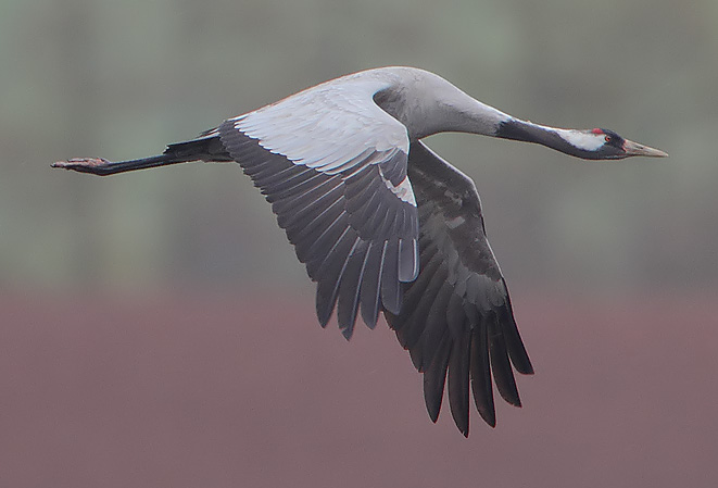 Flickr_-_Rainbirder_-_Eurasian_Crane_28Grus_grus29_28cropped29 Eurasian crane, also known as common crane