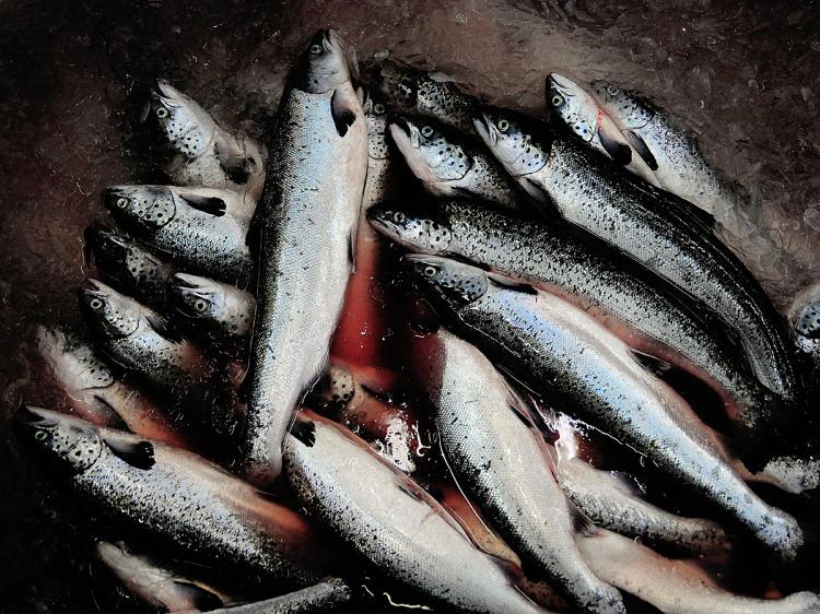Salmon wait to be processed at a fish factory in Chile. A controversial fast-growing genetically engineered salmon developed in Canada could soon be approved for sale in the U.S. (Francisco Negroni/AFP/Getty Images) Salmon wait to be processed at a fish factory in Chile. A controversial fast-growing genetically engineered salmon developed in Canada could soon be approved for sale in the U.S. (Francisco Negroni/AFP/Getty Images)