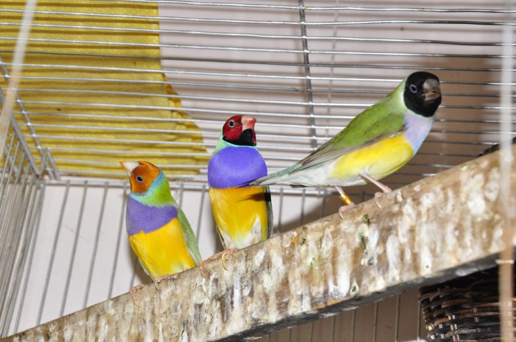 Gouldian finches with different head colors. (Stanley Gaw) Gouldian finches with different head colors. (Stanley Gaw)