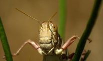 Authorities Say Las Vegas Grasshopper Invasion Is ‘Mostly Harmless’