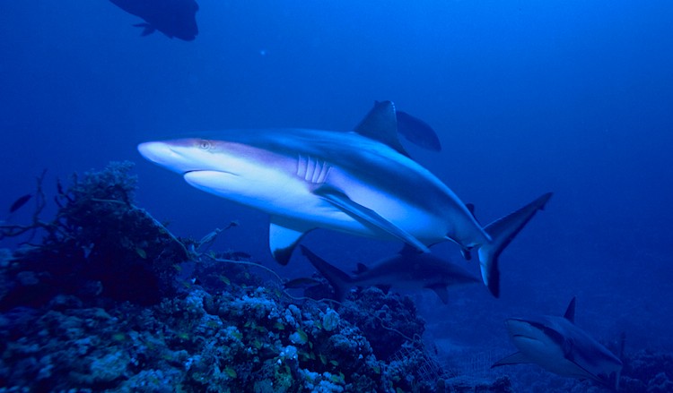 The gray reef shark, Carcharhinus amblyrhynchos, is in decline on the Great Barrier Reef in Australia, according to new research from James Cook University. (Albert Kok/Wikimedia Commons) The gray reef shark, Carcharhinus amblyrhynchos, is in decline on the Great Barrier Reef in Australia, according to new research from James Cook University. (Albert Kok/Wikimedia Commons)