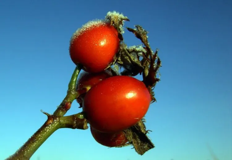 Rosehips - Rosehip tea is one of the richest and easily obtainable sources of organic Vitamin C. (Colin Kinnear/Geograph.org.uk)