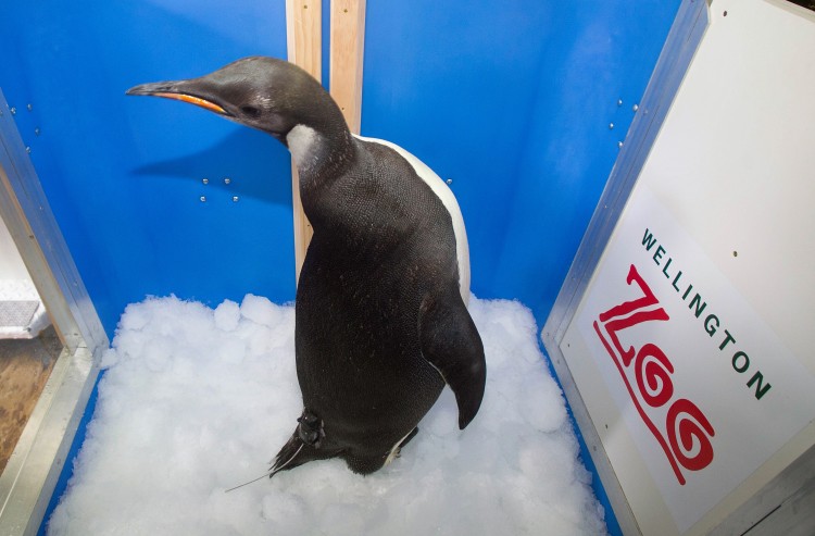 Happy Feet in a specially built crate on the research ship Tangaroa awaiting the four-day trip back to the Southern Ocean, east of Campbell Island.  (Marty Melville/AFP/Getty Images)
