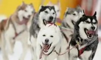 French Teenager Dies After Dog Sled Crash Northwest of Montreal