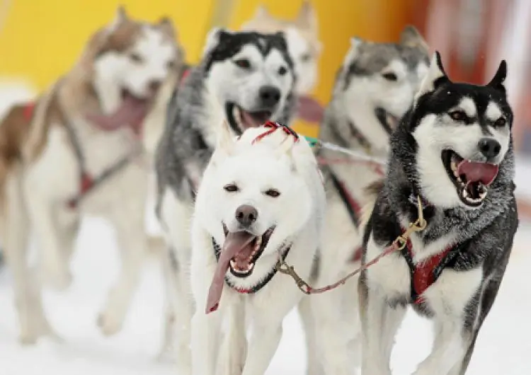 Sled dogs in a file photo.  (Joe Klamar /Getty Images)