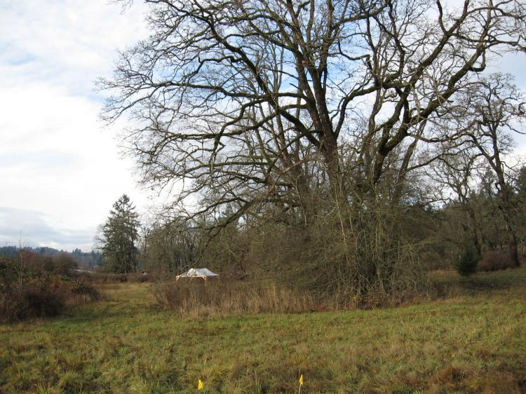 A tent covers an excavation unit at the Somenos Creek archaeological site on Vancouver Island in 2007. A tent covers an excavation unit at the Somenos Creek archaeological site on Vancouver Island in 2007.
