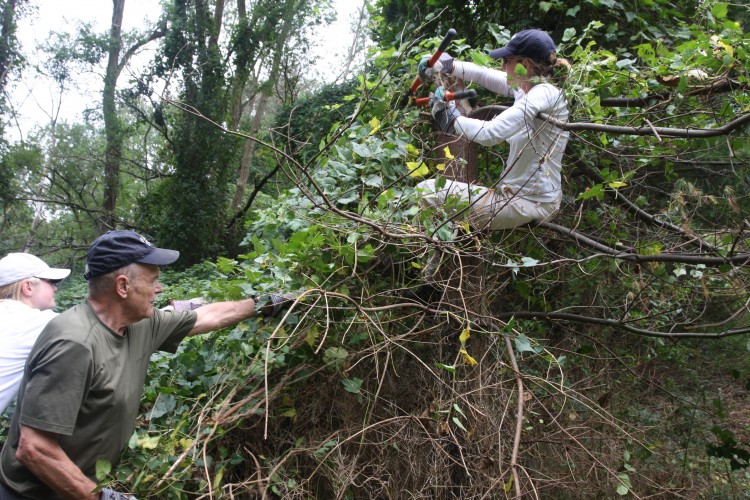 Janet Dullinger wrestles with porcelain-berry, an invasive plant from Northeast Asia, while two other Sierra Club volunteers assist her at Pelham Bay Park in the Bronx on Wednesday. (Zack Stieber/The Epoch Times)